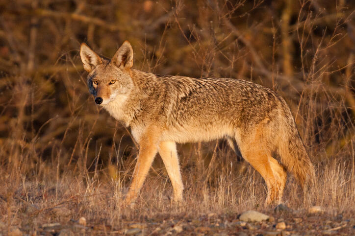A coyote under the golden light near sunset along the American River parkway.The often unfortunate and unwilling target of man.  There is a very good expose on the killing of coyotes by the little known government agency Wildlife Services, as originally p