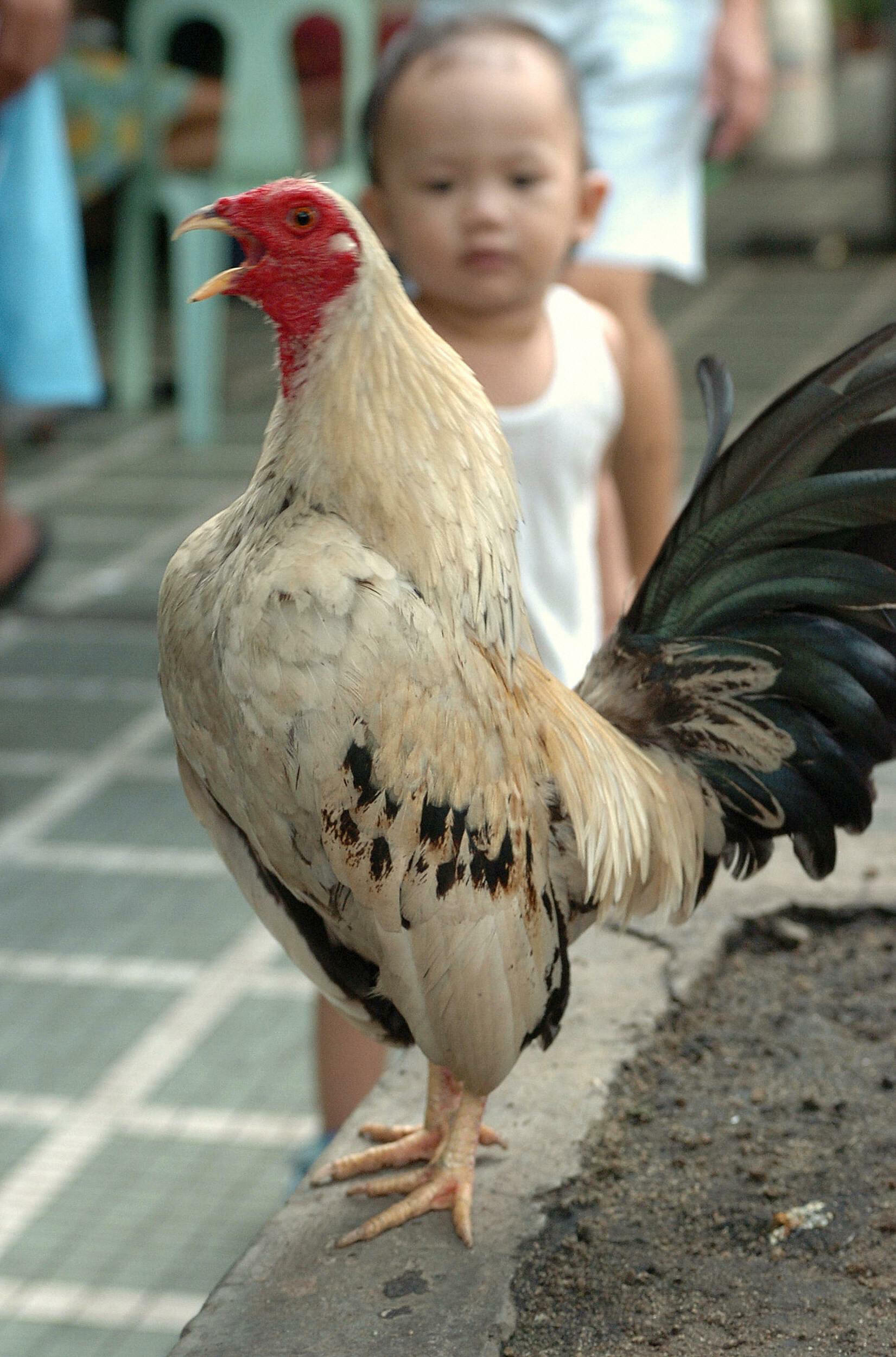 MANILA, PHILIPPINES:  A Filipino child looks at a crowing rooster in Manila, 29 September 2005.  The Philippine government has put in place measures to prevent bird flu, including a ban on ownership of excotive birds.   AFP PHOTO/Jay DIRECTO  (Photo credi