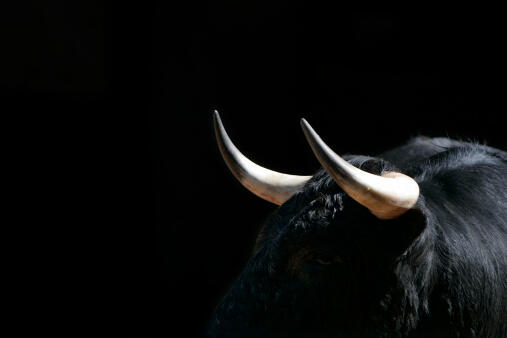 Young bull in Las Ventas, Madrid