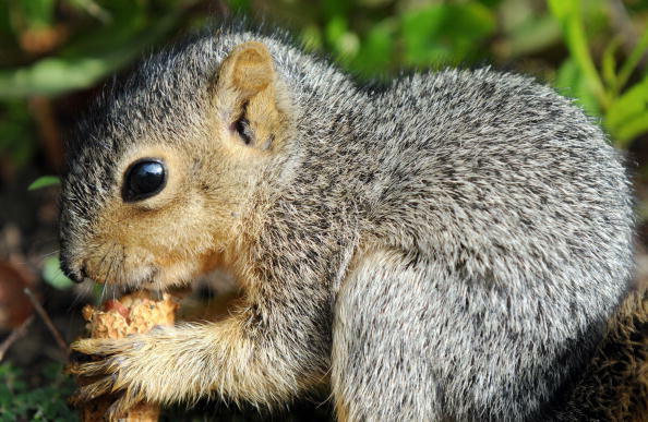 A baby squirrel is seen in Los Angeles, California on September 7, 2009. Recently, in the City of Santa Monica, California, officials came up with a novel way to control the squirrel population in Palisades Park. County officials are concerned that the sq