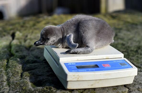 Two-day-old baby Humboldt penguin 'Wotsit' is weighed at the penguin enclosure at Chester Zoo in Chester, north west England on April 5, 2016.  The zoo has had it's first batch of penguins hatch for the year. The four so far are being named after varieties of crisps following a tradition of using a different theme for names each year. So far, Wotsit, Quarver, Cheeto and Frazzle have been born in the past few days. Previous themes have included footballers, British Olympians, chocolate bars and the favourite curry of the keepers. The Humboldt Penguin is native to South America and is among the most at risk of the 17 varieties of penguin around the world.  / AFP / PAUL ELLIS        (Photo credit should read PAUL ELLIS/AFP/Getty Images)