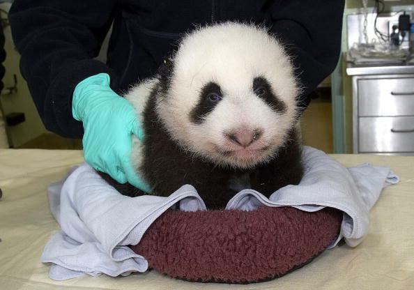 SAN DIEGO, CA - OCTOBER 5:  In this handout image provided by the Zoological Society of San Diego, a nine-week-old female panda cub lies on an exam table at the San Diego Zoo October 5, 2005 in San Diego, California. According to Karen Kearns, DVM, San Di