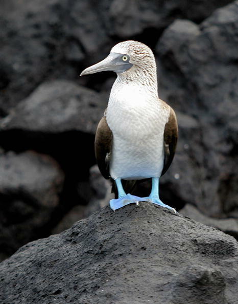 Isla San Cristobal, ECUADOR:  Picture taken 23 June 2006 of a blue-footed booby in San Cristobal Island in the Galapagos Archipelago, Ecuador.  AFP PHOTO/Rodrigo BUENDIA  (Photo credit should read RODRIGO BUENDIA/AFP/Getty Images)