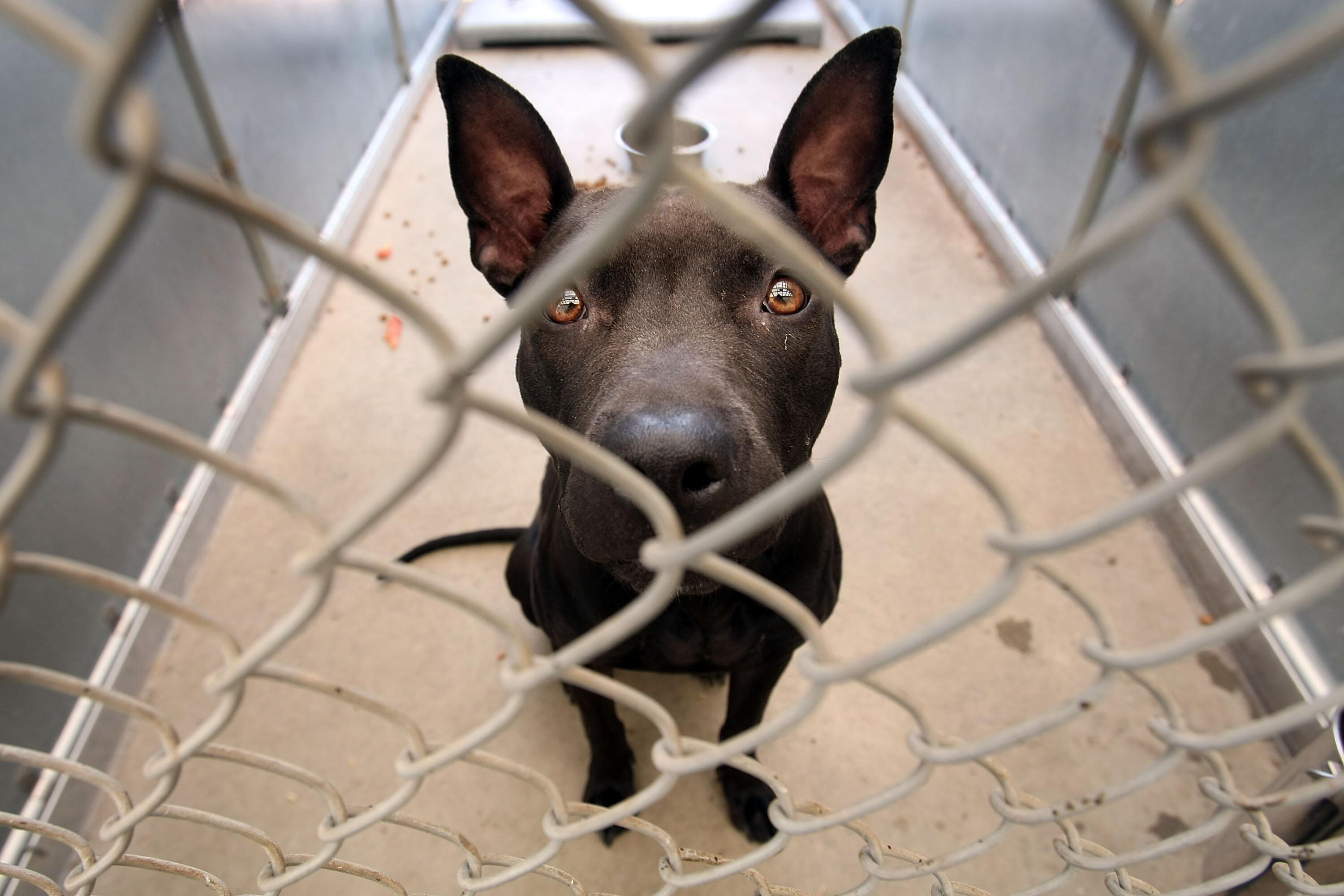 JERSEY CITY, NJ - JULY 24:  A pit bull looks out from a cage in the Liberty Humane Society shelter July 24, 2007 in Jersey City, New Jersey. According to animal shelter statistics, around one-third of all dogs coming into shelters nationwide are pit bulls