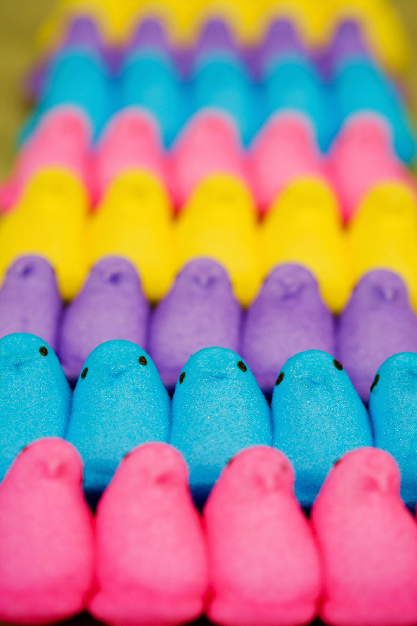 Colorful Easter Peeps candy, Baby chicks  marshmallows