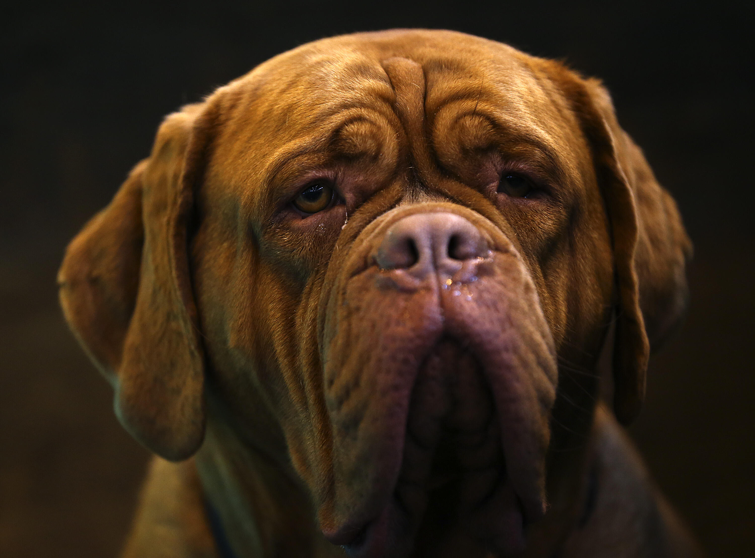 BIRMINGHAM, ENGLAND - MARCH 06: A Dogue De Bordeaux rests on the second day of Crufts dog show at the National Exhibition Centre on March 6, 2015 in Birmingham, England. First held in 1891, Crufts is said to be the largest show of its kind in the world, t