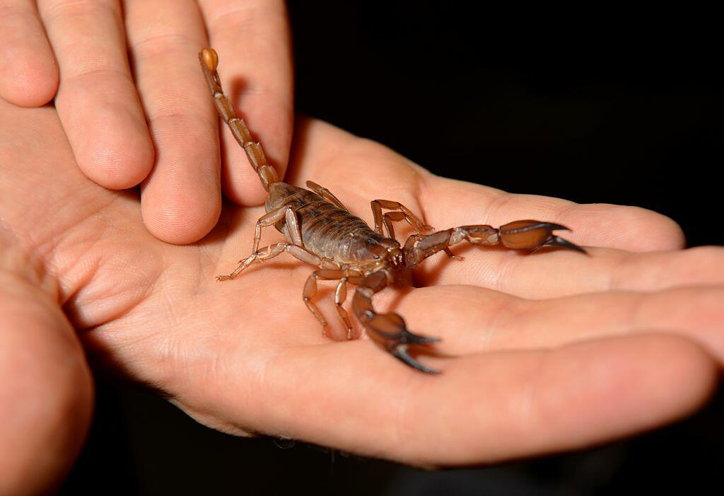 This picture taken on December 15, 2016 shows reptile manger Ben Dessen holding a Flinders Ranges scorpion, the biggest scorpion species in Australia, at a pet store in Sydney.  According to the Australian Veterinary Association, exotic pets are becoming 