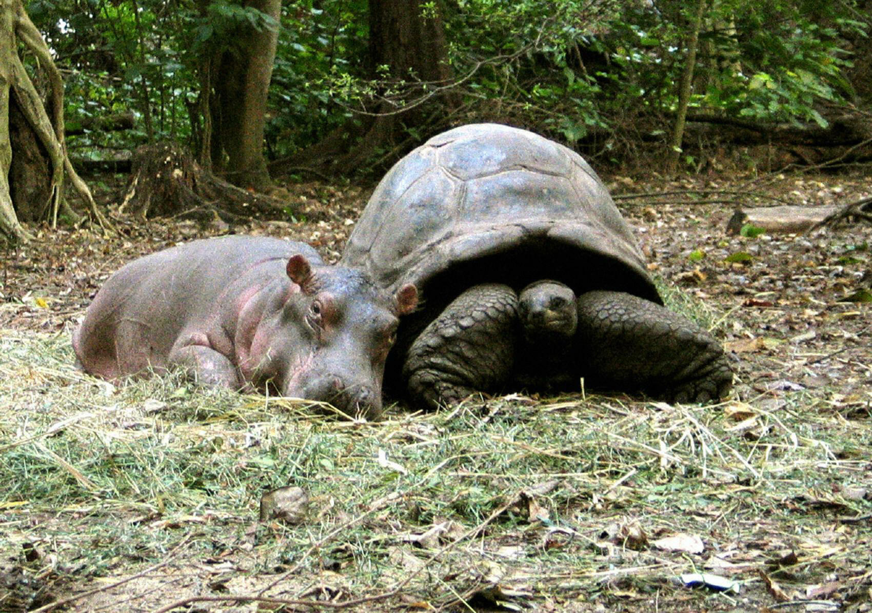 MOMBASA, KENYA:  A baby hippopotamus that survived the tsumani waves on the Kenyan coast snuggles up to its new best friend, a giant century old tortoise in an animal facility in Mombasa, 06 January 2005. The hippopotamus, nicknamed Owen and weighing abou