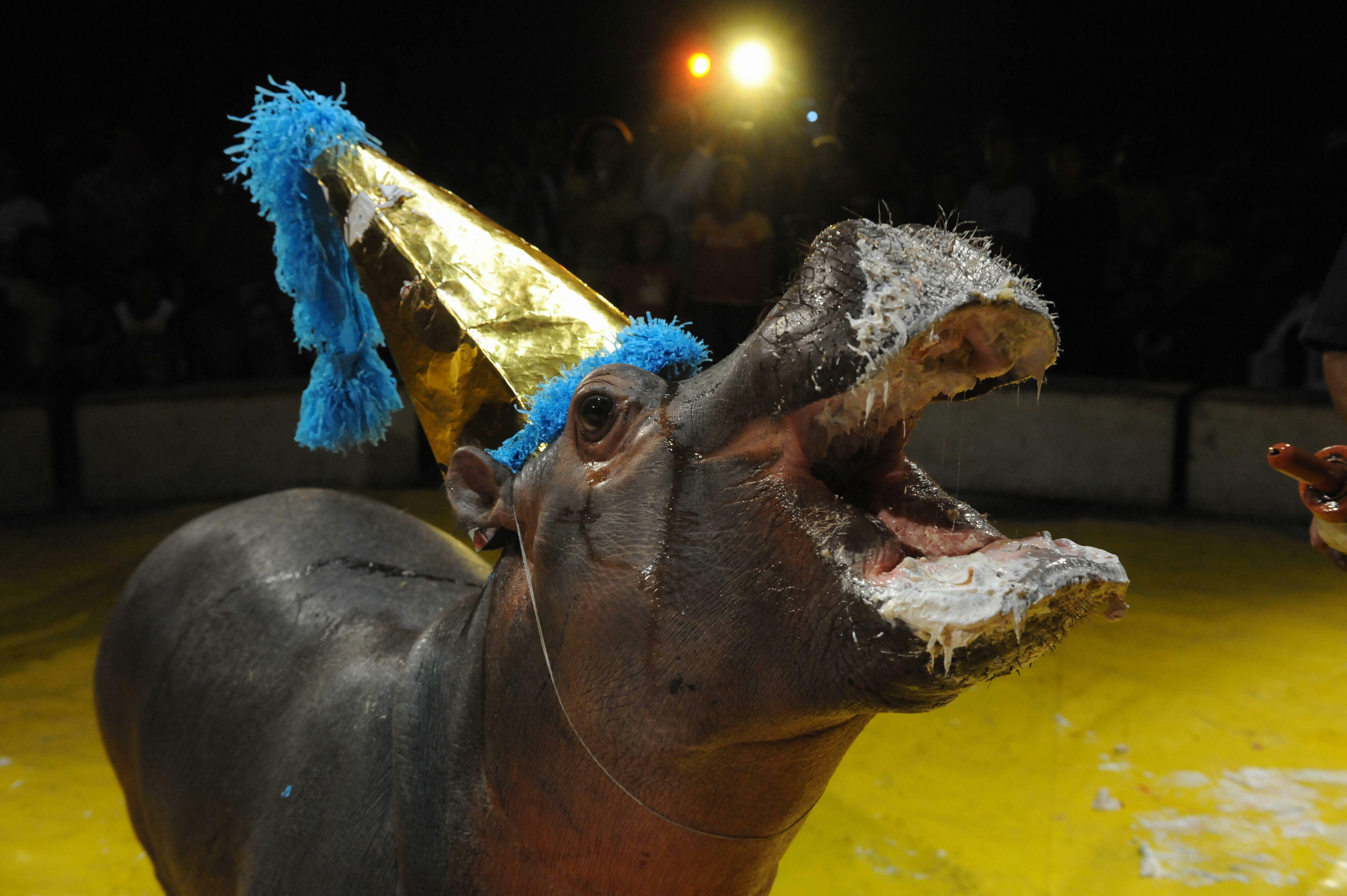 A hippopotamus called Bartolito is seen wearing a party hat during the celebration of his second birthday in the Salvadorean Gran Circo America in Ilopango, a suburb of San Salvador on May 25, 2008.  Barotolito, a 650 pound hippopotamus born two years ago