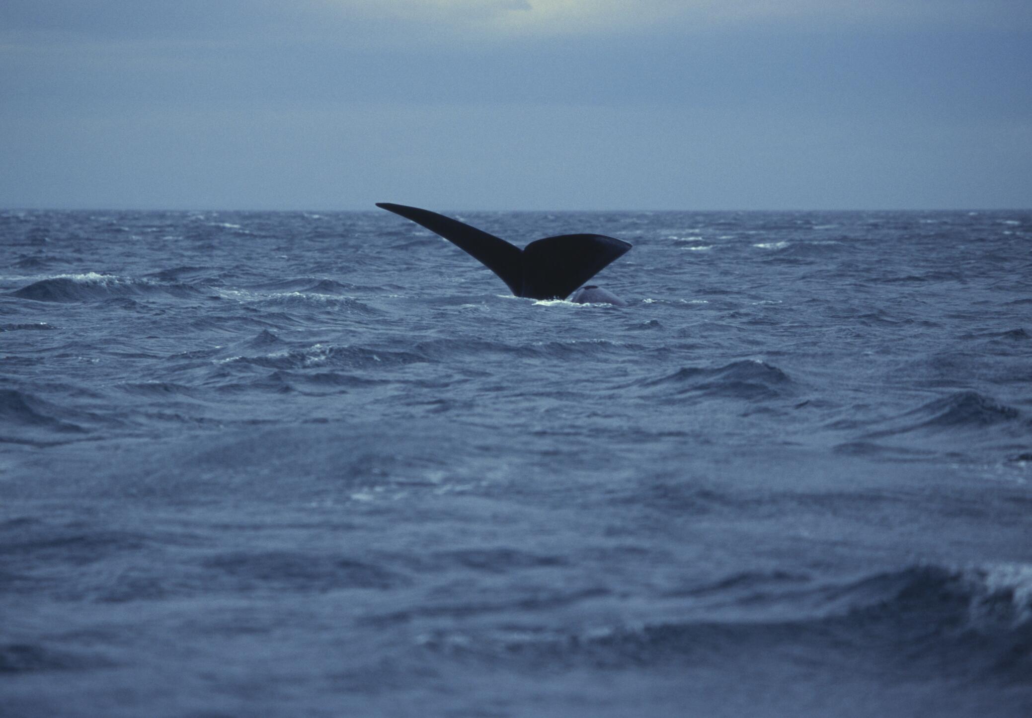Southern Right Whale (Eubaleana Australis) diving into the sea, Valdes Peninsula, Argentina
