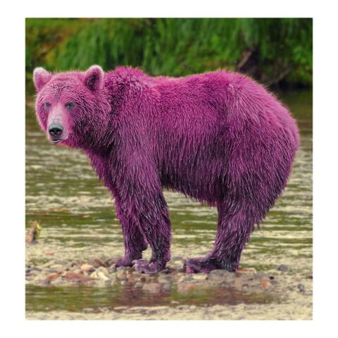 OutLyer - Pink Bear