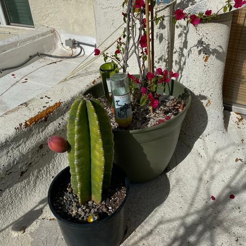 Background Thumbnail