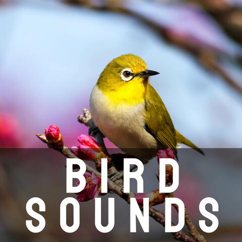 Bird Sounds - Bird Sounds | iHeart