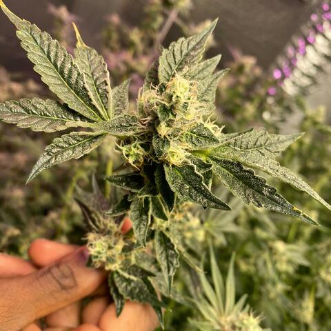 Background Thumbnail