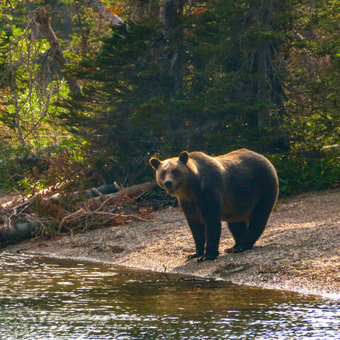 Background Thumbnail