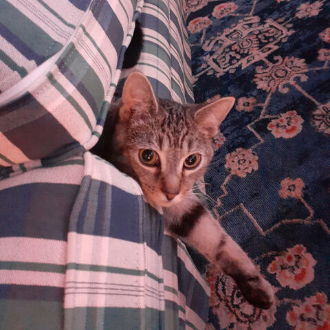 Background Thumbnail