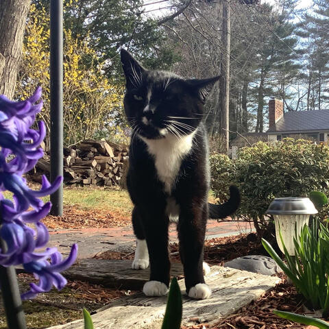 Background Thumbnail