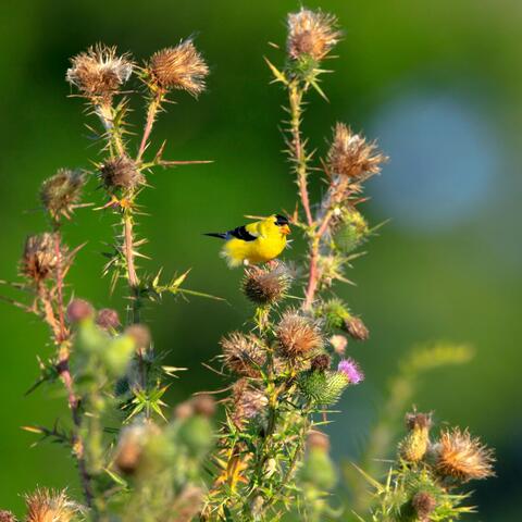 Background Thumbnail