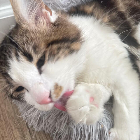 Background Thumbnail