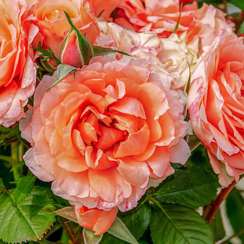 Background Thumbnail