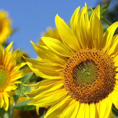 Background Thumbnail