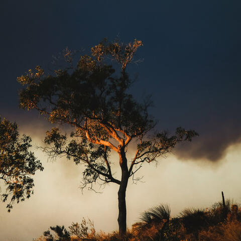 Background Thumbnail