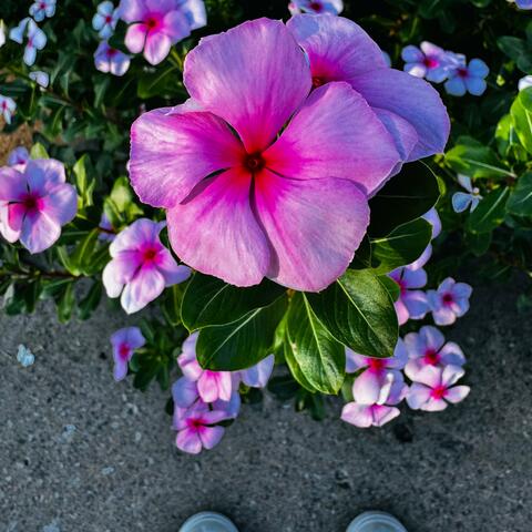 Background Thumbnail