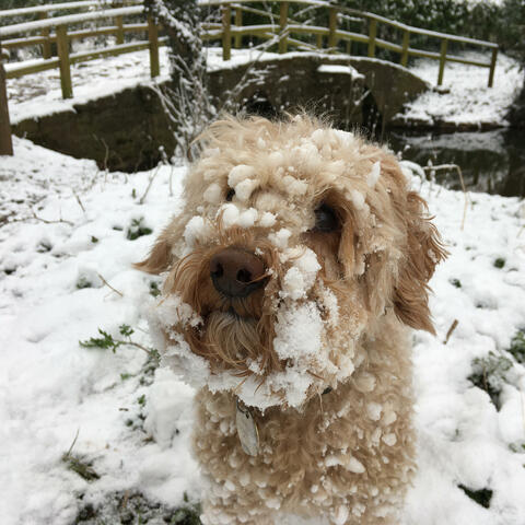 Background Thumbnail