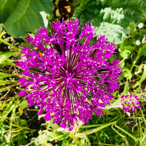 Background Thumbnail