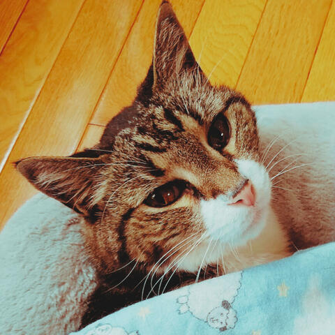 Background Thumbnail