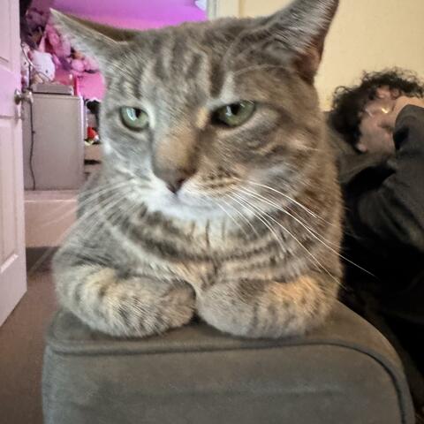 Background Thumbnail