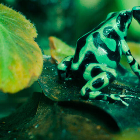 Background Thumbnail