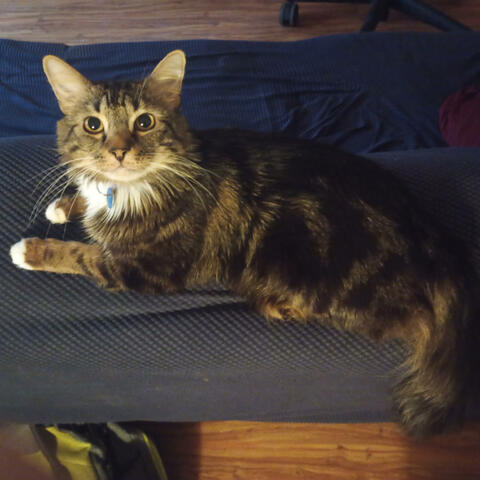 Background Thumbnail