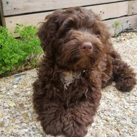 Background Thumbnail