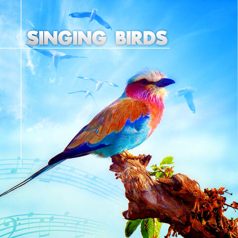 Nature Sounds - Singing Birds – Amazing Sound Effects of Birds, Forest  Ambience, Morning Bird Calls for Relaxation