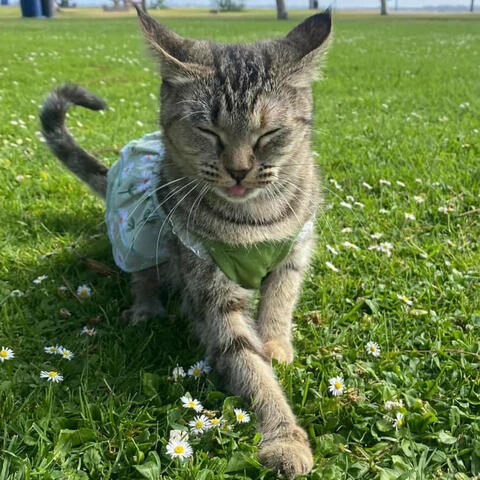 Background Thumbnail