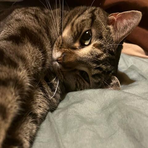 Background Thumbnail