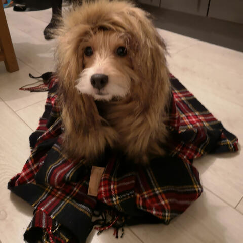 Background Thumbnail