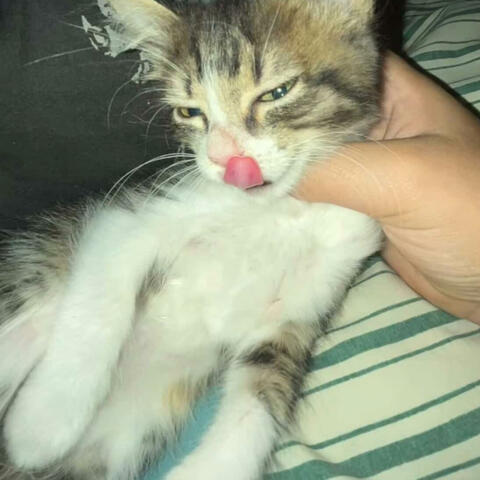 Background Thumbnail