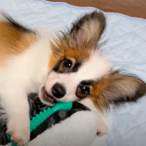 Background Thumbnail