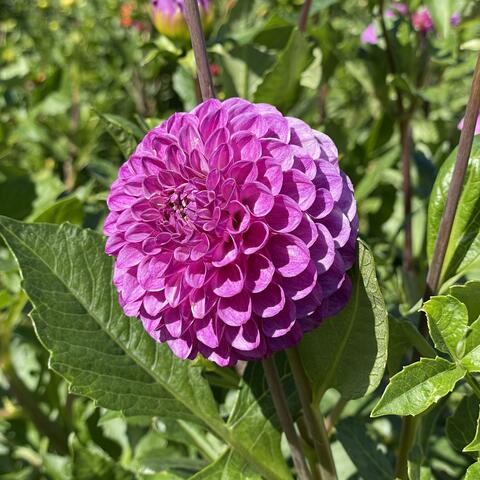 Background Thumbnail