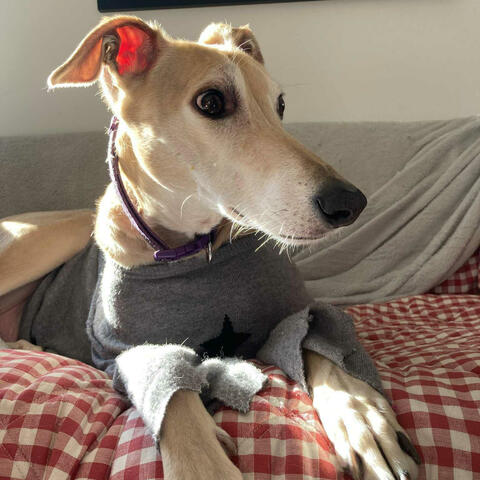 Background Thumbnail