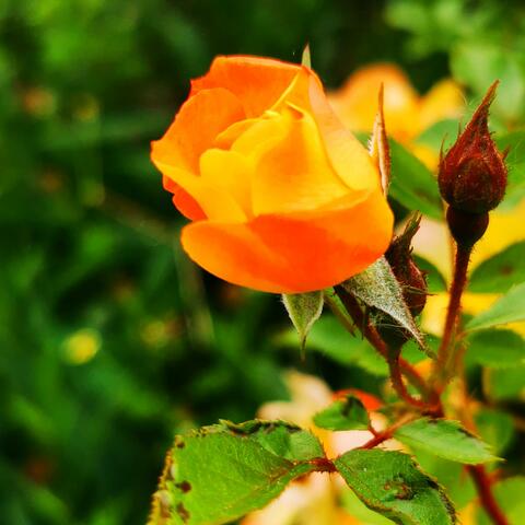 Background Thumbnail