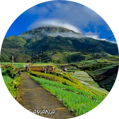 Savana