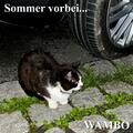 Wambo