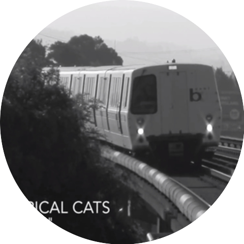 Typical Cats