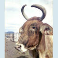Hulaboy