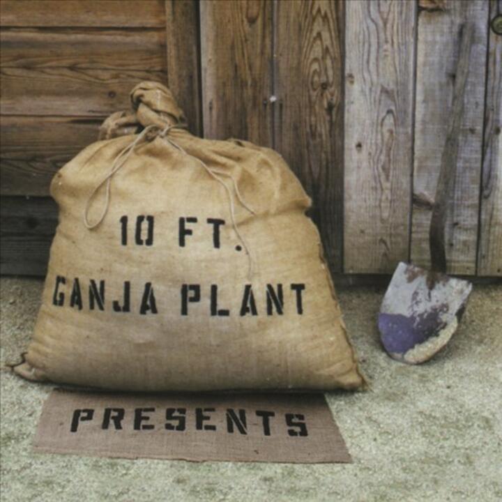 10 Ft. Ganja Plant