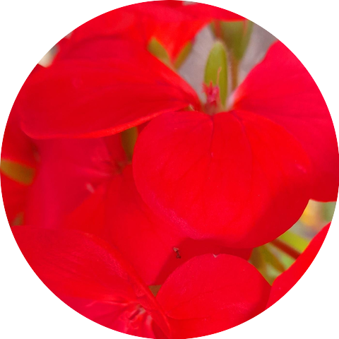 The French Pop Dream