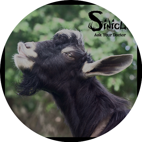 Sinicle